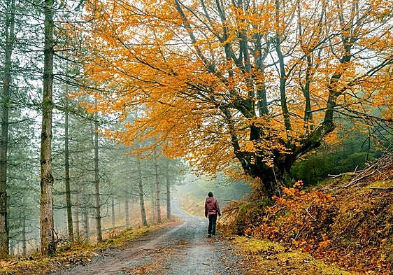 Rutas para disfrutar del color del otoño en los parques naturales vascos