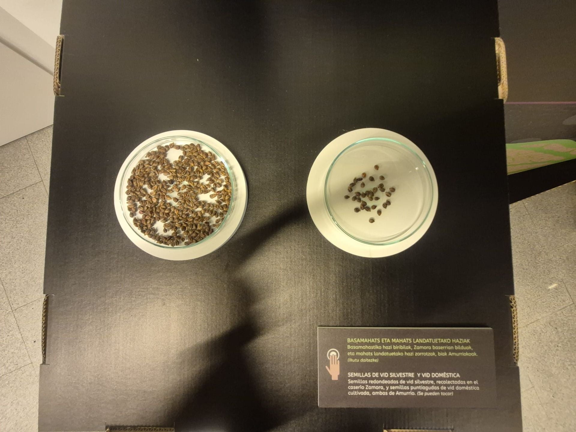 Exposición del Chacolín en Bakio