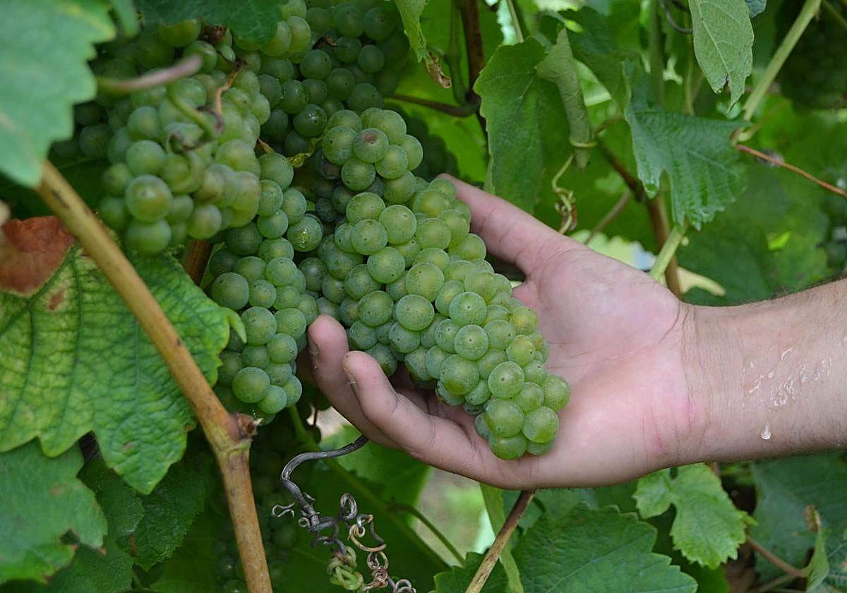 La vendimia cierra con un 22% más de producción que el año pasado.