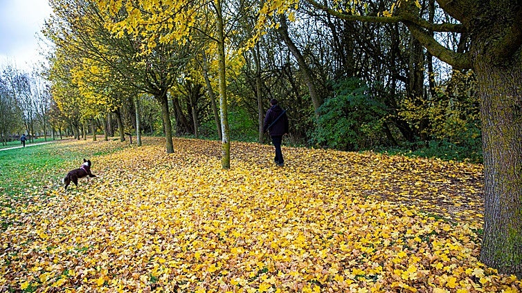 ¿Por qué el otoño es tan ventoso?