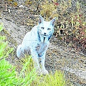 Imagen de 'Satureja', captada en una sierra de Jaén.