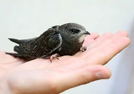 Los vencejos de Vitoria prefieren Adurza, Casco Viejo y Judimendi para hacer su nido