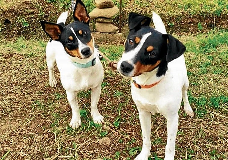 «Los perros del vecino mataron a 'Tina' y 'Frida' y vivimos con miedo»