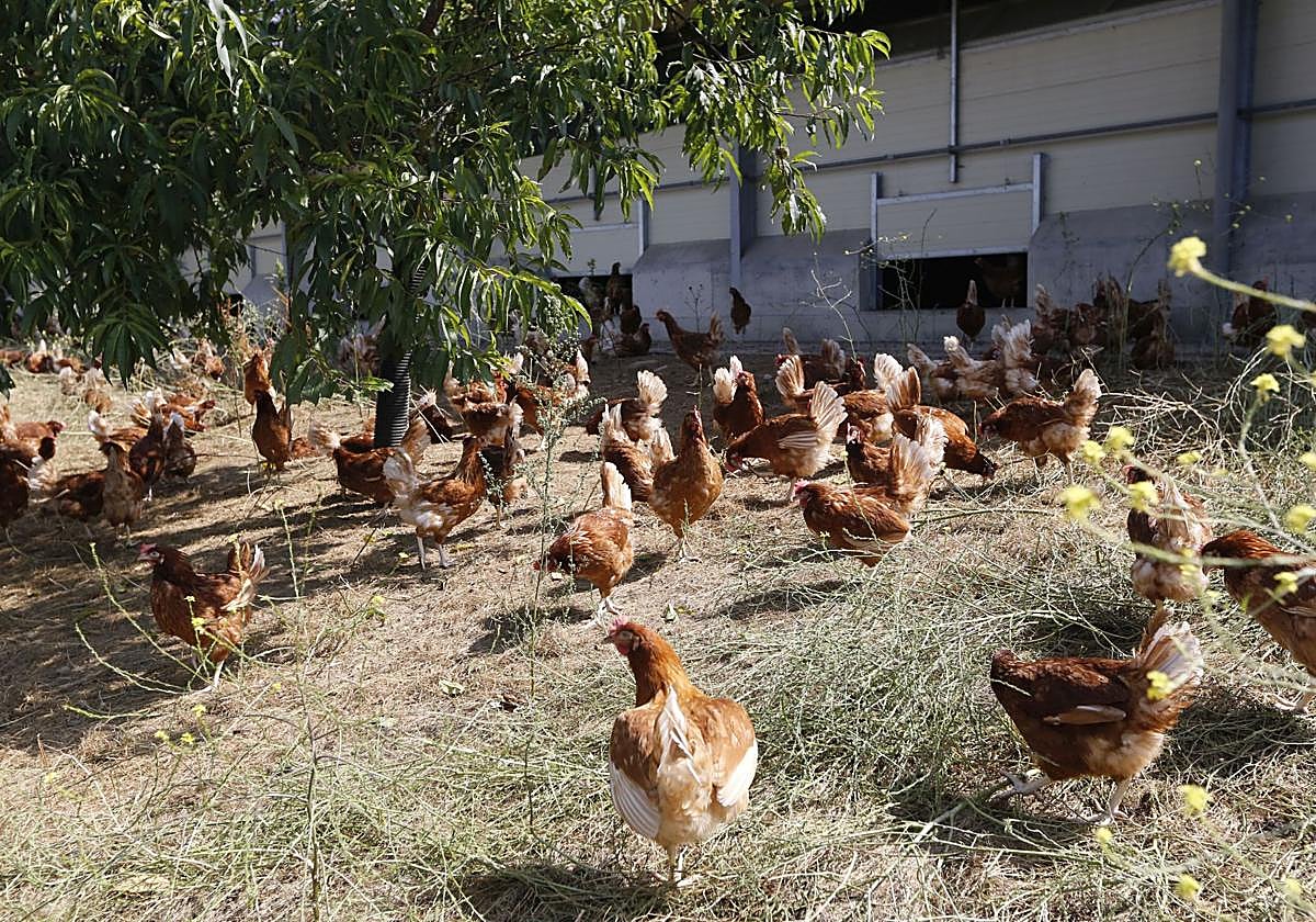 Granja de gallinas en Garai.