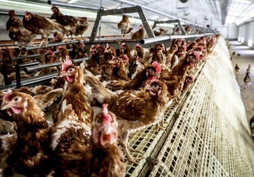 Las explotaciones avícolas de Álava se refuerzan contra la gripe aviar