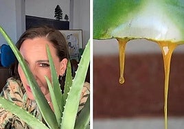 Boticaria García advierte sobre el aloe vera... ¿es cancerígeno?
