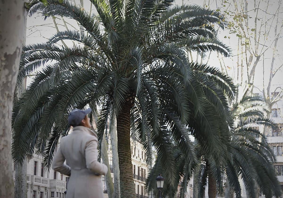 Bilbao pone en marcha un plan de acción para proteger 228 palmeras del escarabajo picudo rojo