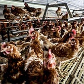 La medida acordada por las instituciones vascas aliviará a las explotaciones ecológicas y camperas.