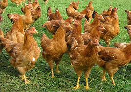 Las explotaciones de aves de corral con zonas protegidas por tejavanas podrán aliviar las condiciones de confinamiento