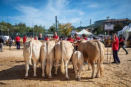 Ganado en una exhibición de Gernika, en una imagen de archivo