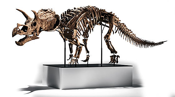 'Cera' es un ejemplar juvenil de Triceratops. Mide 4,27 metros, la mitad de un adulto.