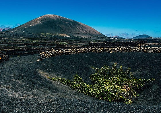 Viñedos en Lanzarote