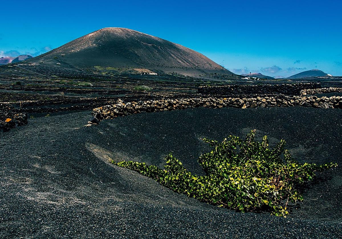 Viñedos en Lanzarote