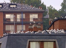 Gaviotas en tejados de Getxo, en una imagen de archivo