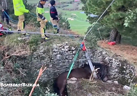 Momento en el que los bomberos intentan rescatar a la yegua.