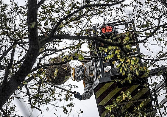 Los Bomberos retiran un avispero.