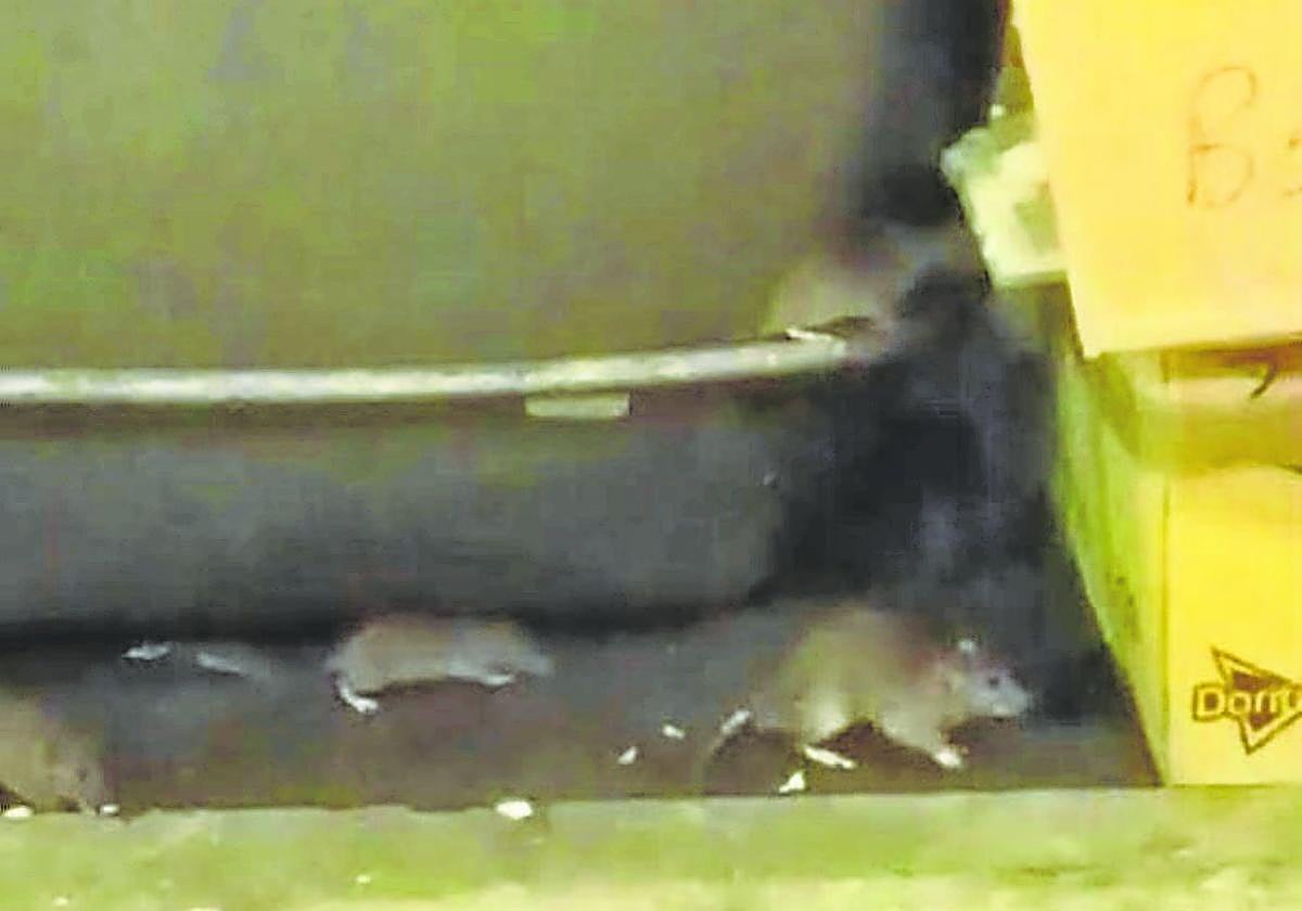 Vecinos exigen medidas para combatir la plaga de ratas que invade ...