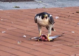Medio Ambiente pide que no se le incomode durante su actividad.