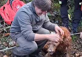 Operación salvar al valiente perro vasco 'Fox': «Lo hemos encontrado después de diez días. Aupa, perro duro!»