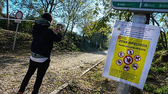 14 explotaciones ganaderas en Álava, en alerta por la peste porcina