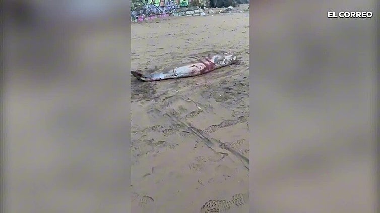Aparece un cachalote varado en Sopela