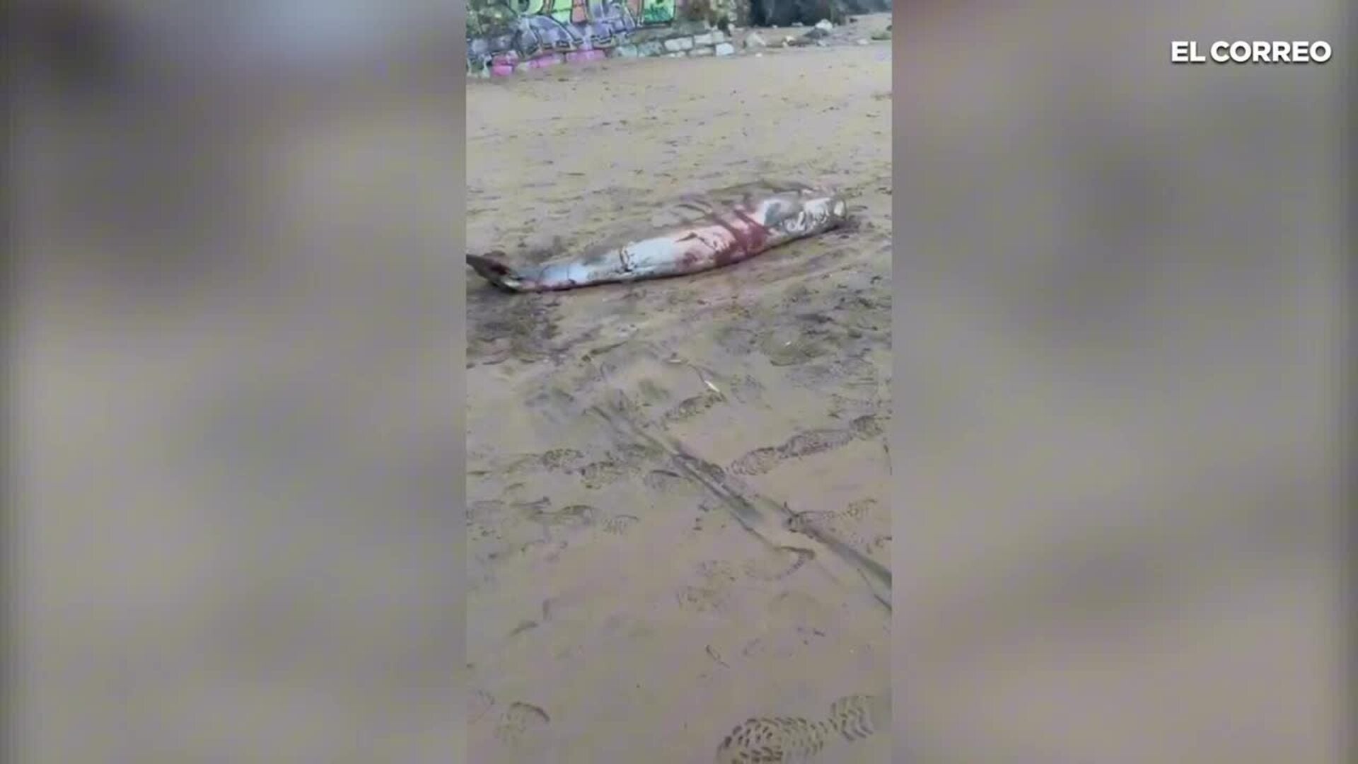 Aparece un cachalote varado en Sopela