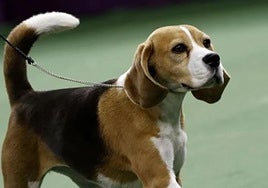 La emotiva carta de bienvenida de un perro a sus vecinos: «Estaba vagando por una carretera...»