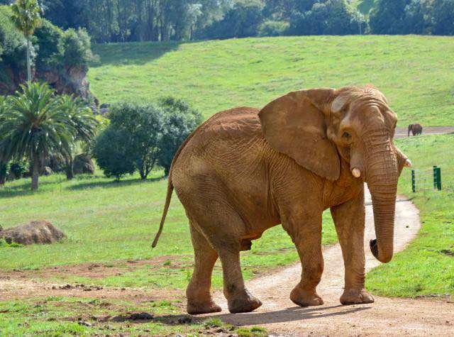 Muere Jums, el elefante más viejo de Cabárceno tras una fuerte pelea con su hijo