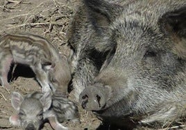 ¡Salvar a los jabalíes!