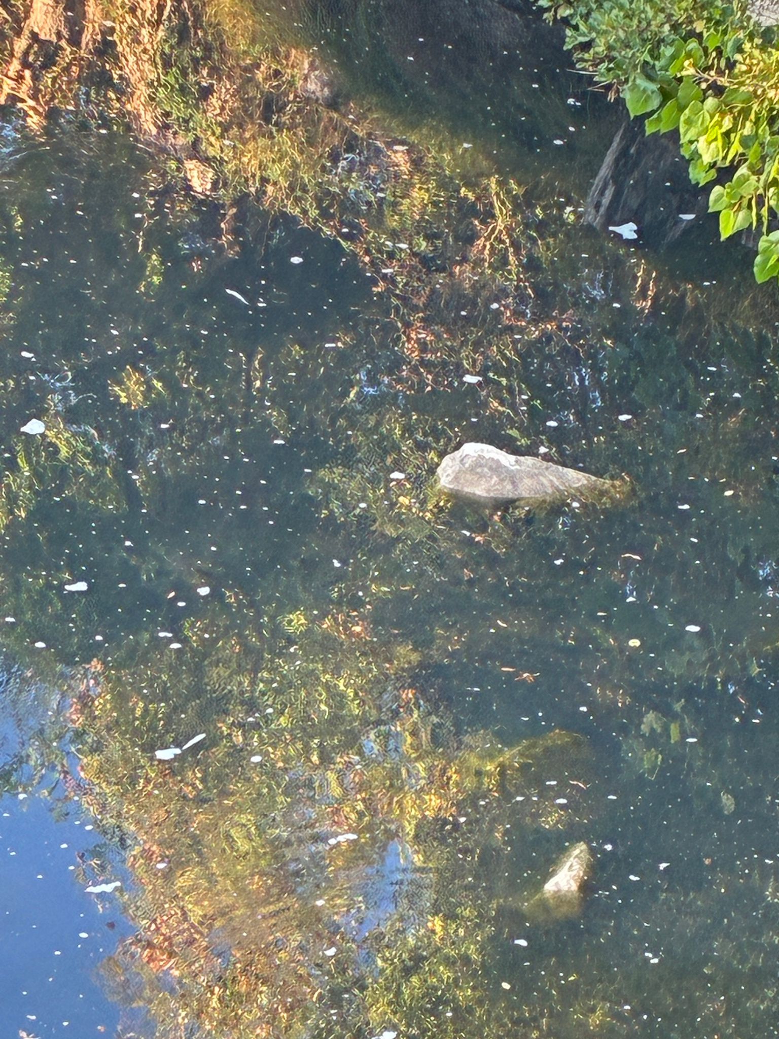 El agua del Bayas presentaba en esas fechas de principios de agosto turbidez y mal olor.