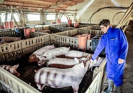 Jon Larrinaga logra que sus cerdos engorden 80 kilos en apenas cuatro meses.