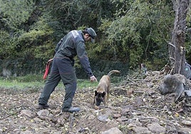 La Generalitat y Gobierno central han movilizado un amplio dispositivo para contener el brote de peste porcina.