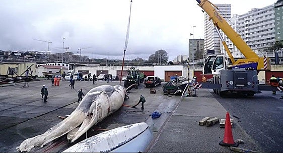 Espectacular operativo para retirar una ballena de 25 metros varada en A Coruña