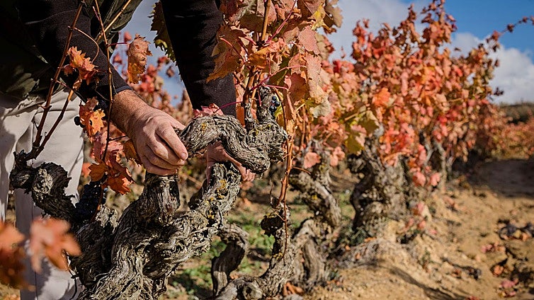 La crisis del vino hace que Rioja Alavesa pierda ya el 40% de sus bodegas en dos décadas