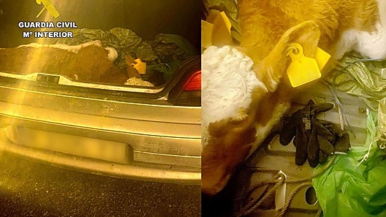 Encuentran en el maletero de un coche un ternero robado en Carranza