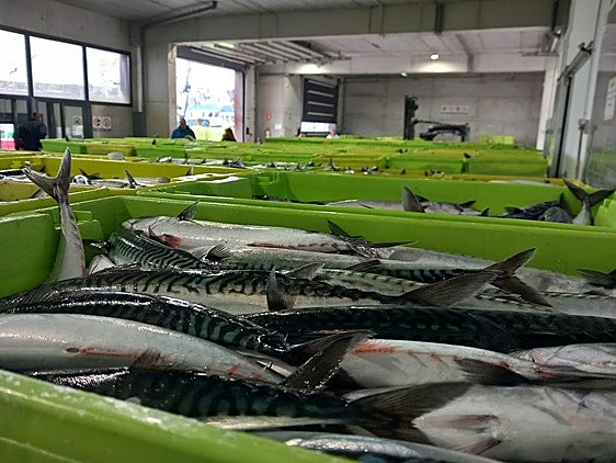 Decomisan en Ondarroa 1.593 kilos de verdel oculto en la bodega de un arrastrero