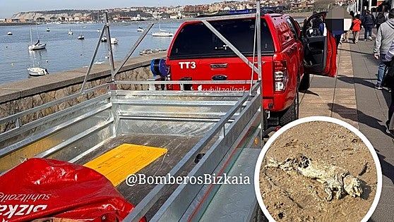 Aparece el cadáver de un jabalí en la playa de Getxo