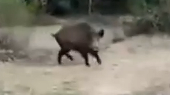Un jabalí ataca a la perra de un senderista en el paseo entre Somo y Loredo