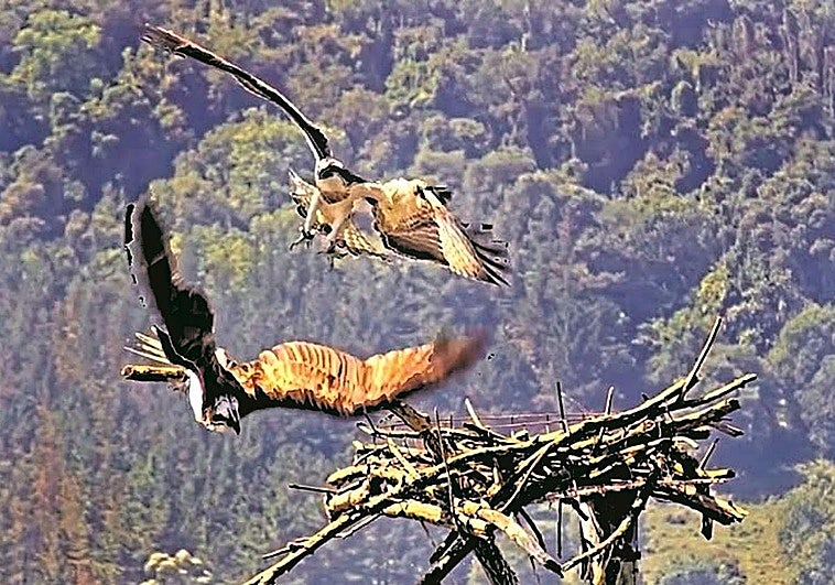 'Jano' quiere una novia de Urdaibai