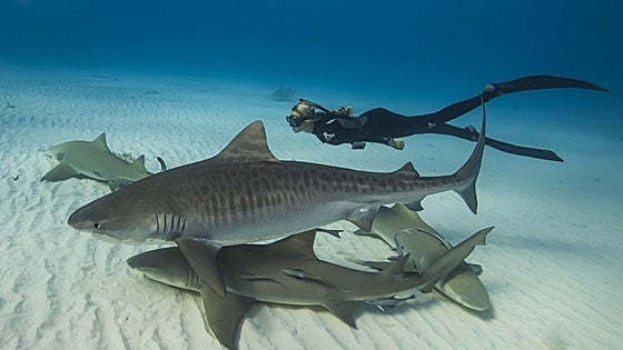 ¿Cómo han llegado a dar los tiburones positivo en cocaína, cafeína e ibuprofeno?