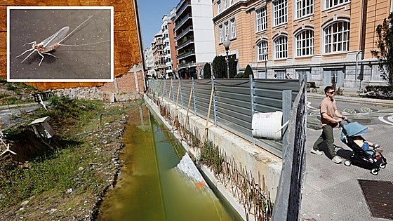 Malestar en Abando: «No podemos ventilar porque se llena la casa de insectos»