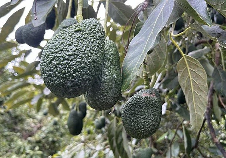 El truco infalible para madurar los aguacates