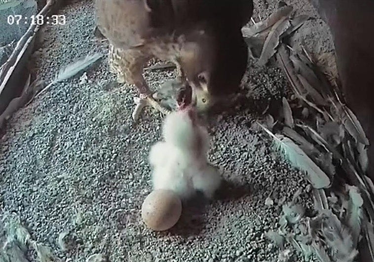 'Mercedes' y 'Tony', la pareja de halcones peregrino que ha anidado en Getxo, son padres