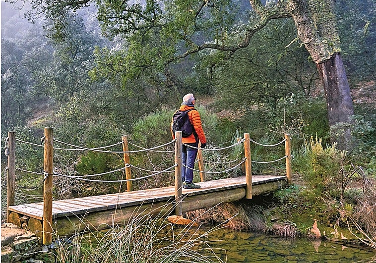 Territorio Quercus: literatura al rescate de la naturaleza