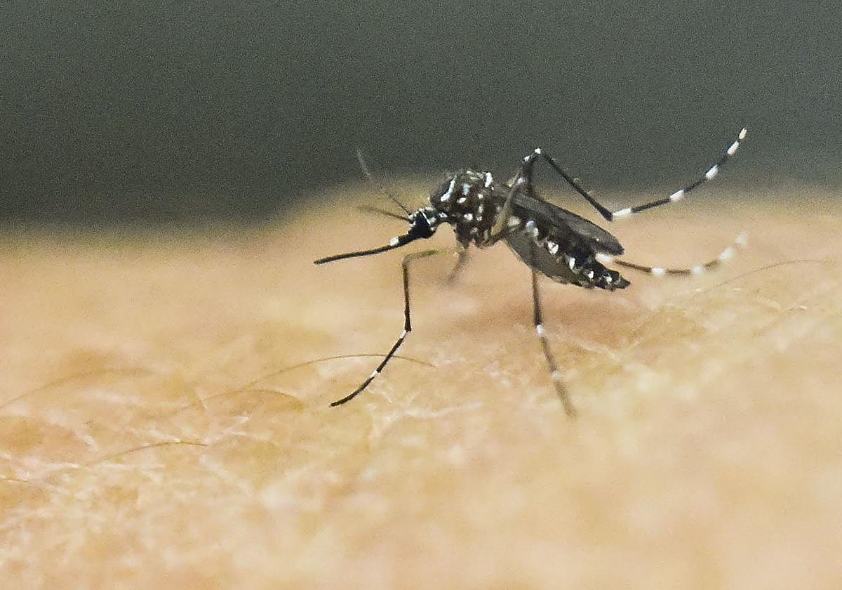 Hackear la naturaleza: cómo Google planea esterilizar a uno de los mosquitos más peligrosos del mundo