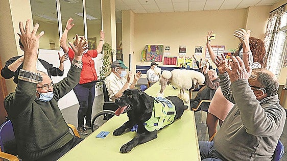 Nueve residencias alavesas recurrirán a perros para mejorar el estado de sus mayores