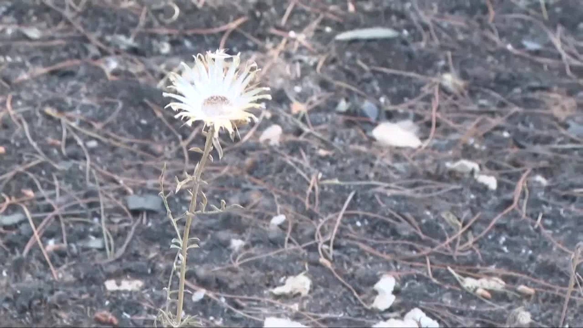 El entorno del pantano de San Juan y San Martín de Valdeiglesias aparece arrasado por incendios