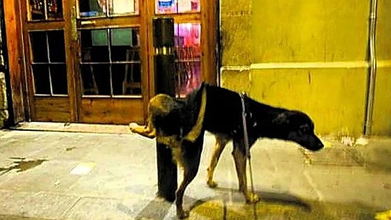 Ortuella multa a once vecinos por llevar el perro suelto o no recoger sus excrementos