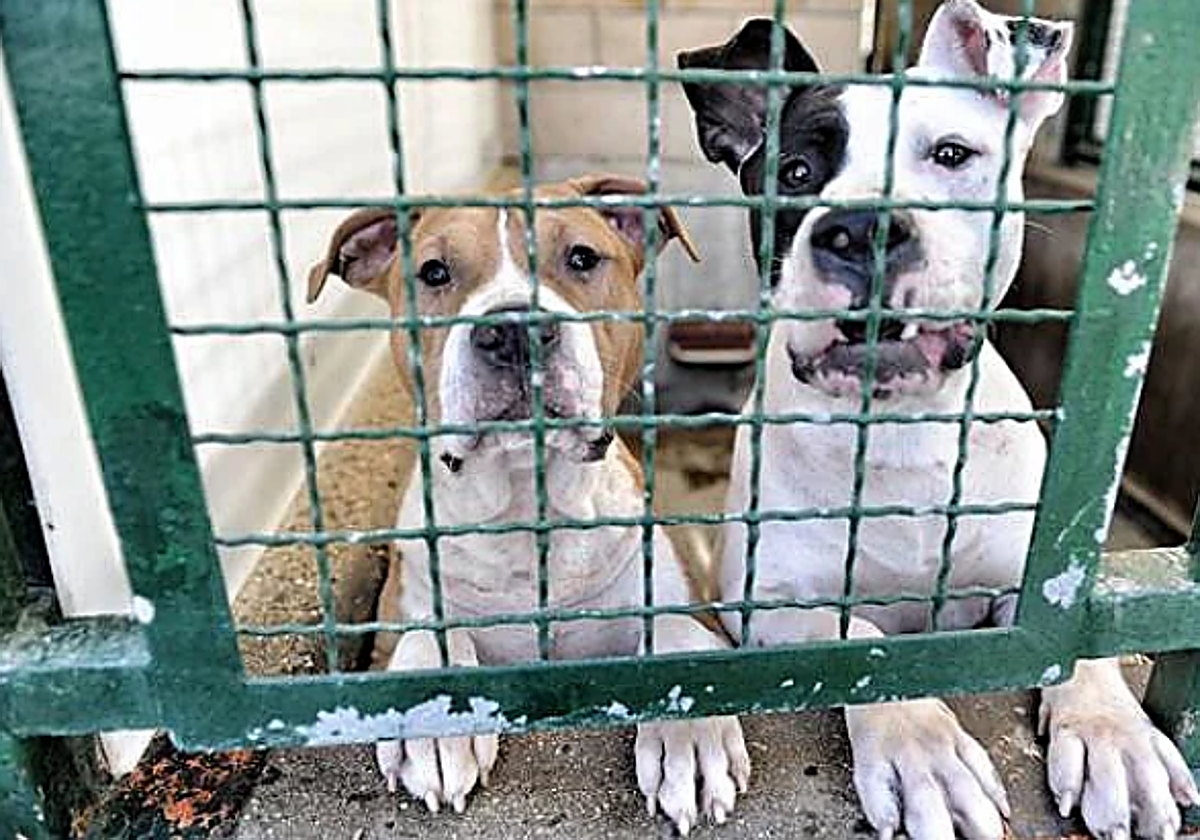 La adopción de perros y gatos se dispara en Bilbao