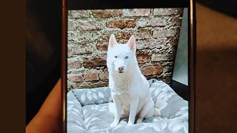 El angustioso chantaje a una familia en Erandio: «Usaron la búsqueda de mi perro para simular que nos habían secuestrado»